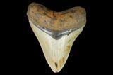 Fossil Megalodon Tooth - North Carolina #124683-1